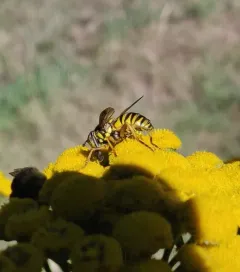 Foxlee's Hornet Fly thumbnail 3