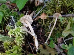 Inocybe involuta thumbnail 1