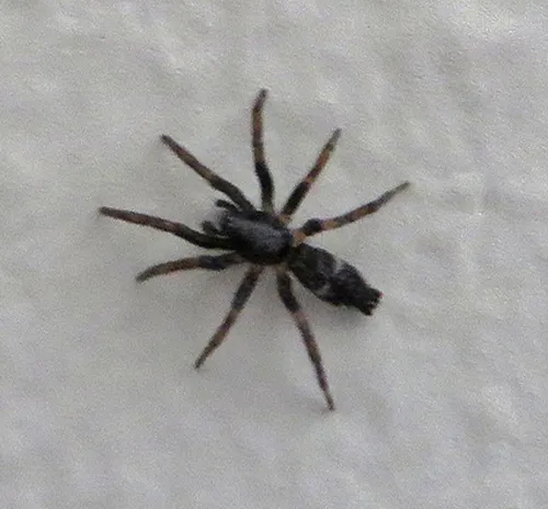 Sergiolus unimaculatus