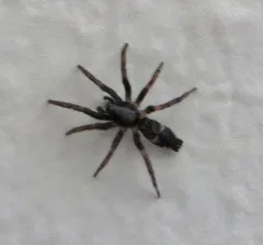 Sergiolus unimaculatus thumbnail 1