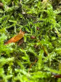 Cedar Moss thumbnail 2