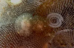 Corambe obscura thumbnail 2