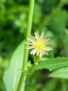 Canada wild lettuce thumbnail 2