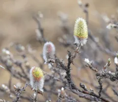 Richardson's willow thumbnail 3
