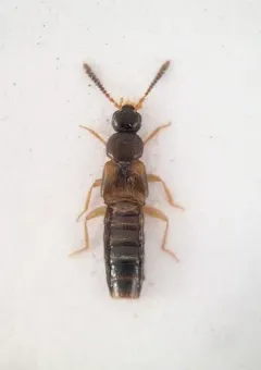 Atheta klagesi thumbnail 3