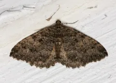 Triphosa californiata thumbnail 2