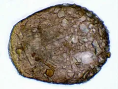 Heleopera petricola thumbnail 1