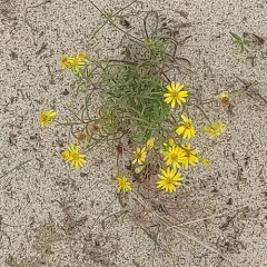 Sickleleaf Silk-grass thumbnail 3