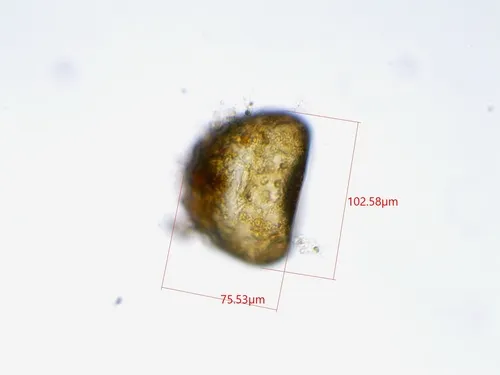 Trigonopyxis arcula