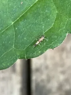 Beautiful Cosmopterix Moth thumbnail 4