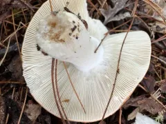 Russula subsulphurea thumbnail 1