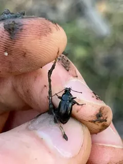 Agonum melanarium thumbnail 4