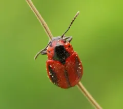 Red turnip beetle thumbnail 4