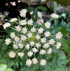 Western Water Hemlock thumbnail 2