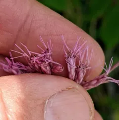 coastal plain Joe-Pye weed thumbnail 3
