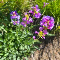 Glaucous Beardtongue thumbnail 3