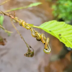 striped alder sawfly thumbnail 2