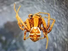 Xysticus benefactor thumbnail 4
