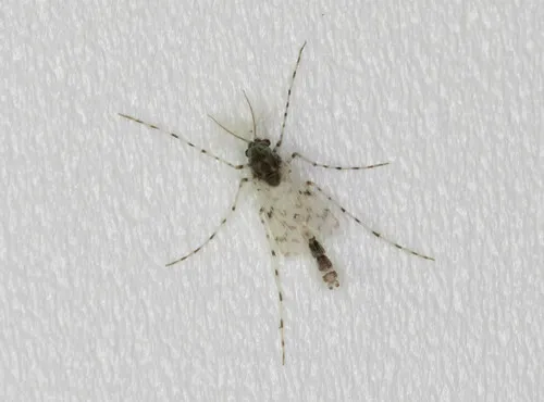 Ablabesmyia peleensis