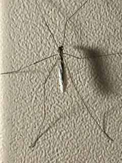 Dicranomyia liberta thumbnail 2