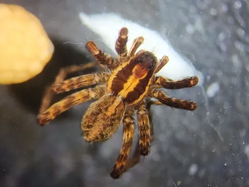 Pardosa coloradensis