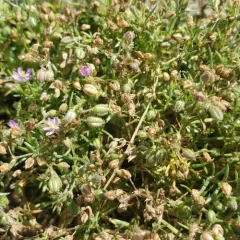 canada sand-spurry thumbnail 2