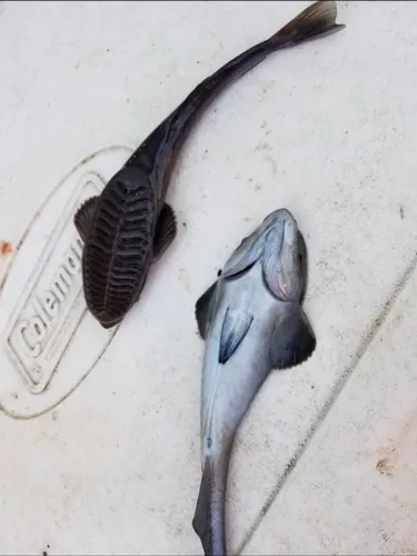 Marlinsucker