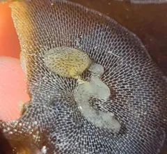 Steinberg's Corambe thumbnail 4