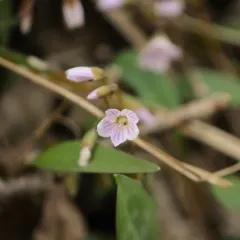 mountain woodsorrel thumbnail 4