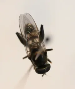 Dusky-banded Leafwalker thumbnail 4