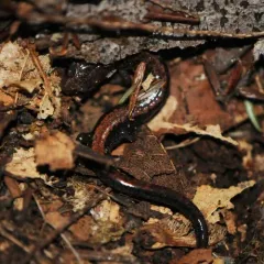 Eastern Red-backed Salamander thumbnail 5