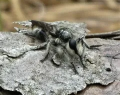Laphria cinerea thumbnail 3