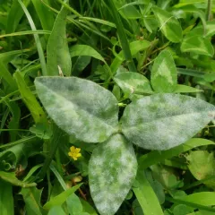 Clover Powdery Mildew thumbnail 4