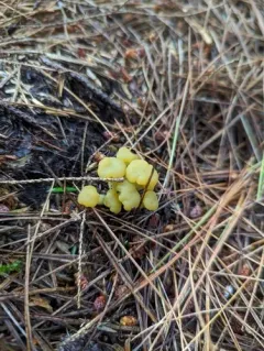 Leotia atrovirens thumbnail 3