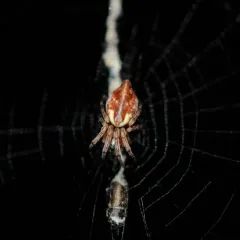 Conical Trashline Orbweaver thumbnail 3
