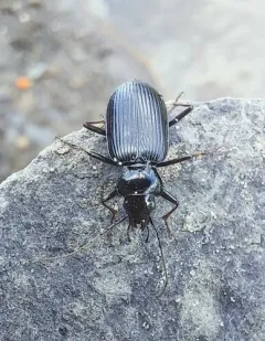 Nebria hudsonica thumbnail 3