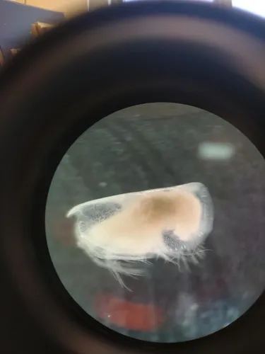 Boroecia maxima