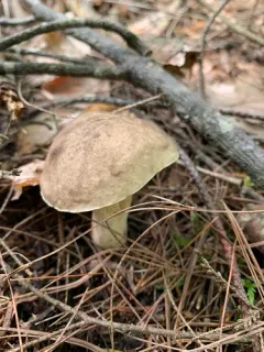 Retiboletus vinaceipes thumbnail 4