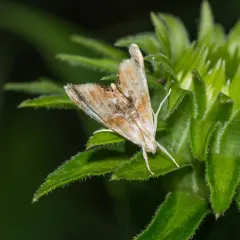 Julia's Dicymolomia Moth thumbnail 4