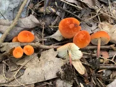 Marasmius sullivantii thumbnail 3