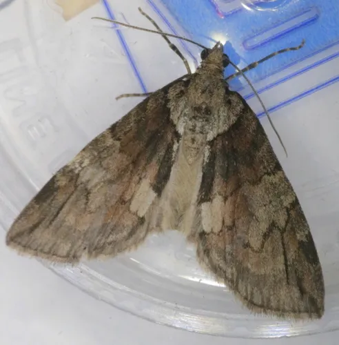 Hydriomena exculpata