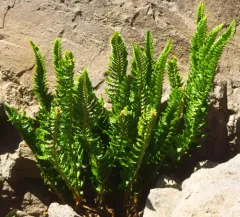 Kruckeberg's sword fern thumbnail 3