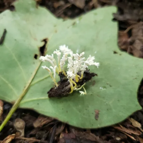 Cordyceps tenuipes