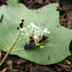 Cordyceps tenuipes thumbnail 1
