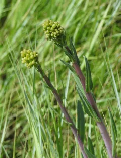 water ragwort thumbnail 3
