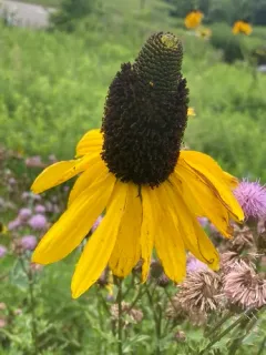 great coneflower thumbnail 3