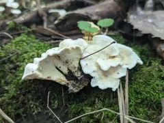 aromatic earthfan thumbnail 2