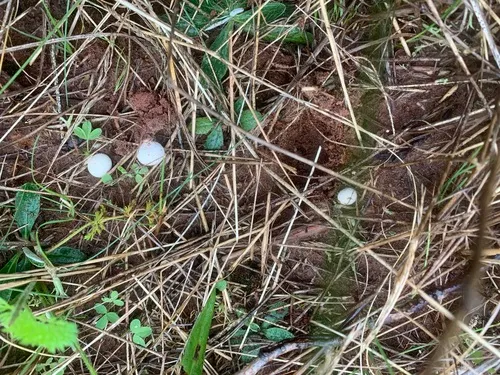 summer puffball