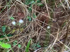 summer puffball thumbnail 1
