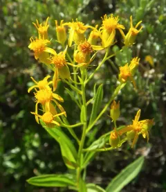 Tall Ragwort thumbnail 4
